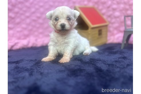 成約済の茨城県のミックス犬-349705の3枚目