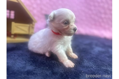 成約済の茨城県のミックス犬-349705の4枚目