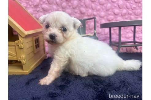 成約済の茨城県のミックス犬-349705の1枚目