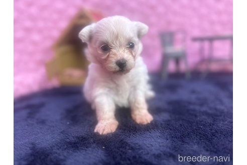 成約済の茨城県のミックス犬-349705の5枚目