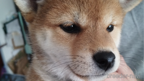 成約済の千葉県の柴犬-342723の1枚目