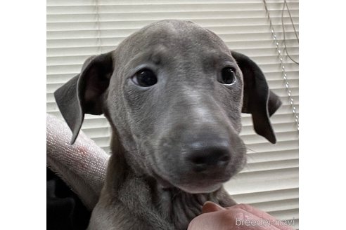 成約済の岐阜県のイタリアングレーハウンド(イタグレ)-347431の15枚目