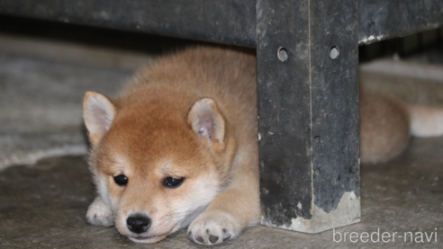 成約済の岐阜県の柴犬-349732の1枚目