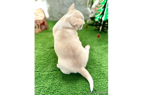 成約済の埼玉県のチワワ(スムースコート)-349740の9枚目