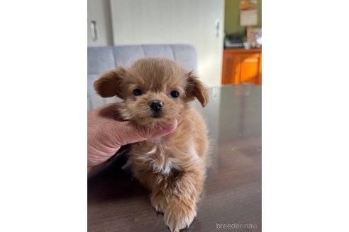 成約済の静岡県のチワプー:チワワ×トイプードル-347290の3枚目