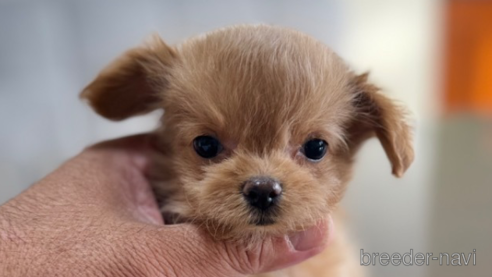 成約済の静岡県のチワプー:チワワ×トイプードル-347290の1枚目