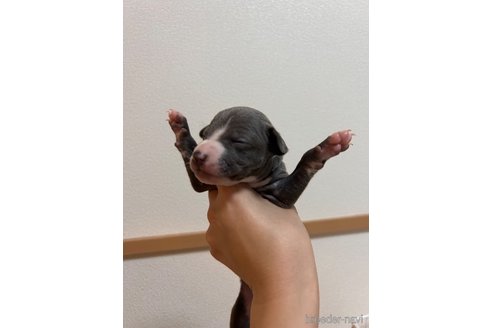 成約済の福岡県のイタリアングレーハウンド(イタグレ)-346436の2枚目