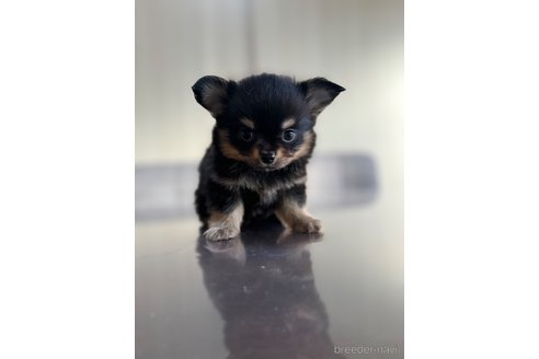 成約済の静岡県のチワワ(ロングコート)-349791の5枚目