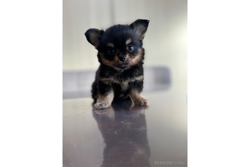 成約済の静岡県のチワワ(ロングコート)-349791の3枚目