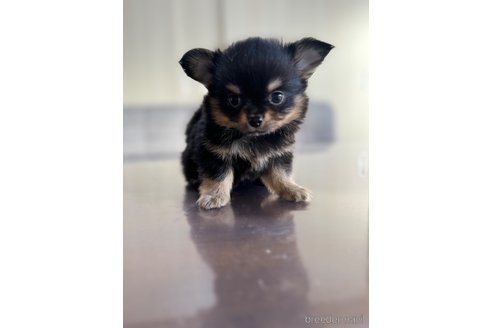 成約済の静岡県のチワワ(ロングコート)-349791の4枚目