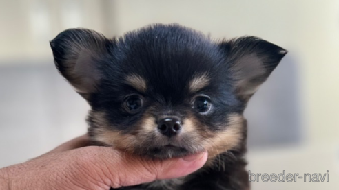 成約済の静岡県のチワワ(ロングコート)-349791の2枚目