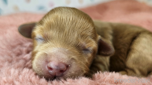 成約済の愛知県のミックス犬-349811の36枚目