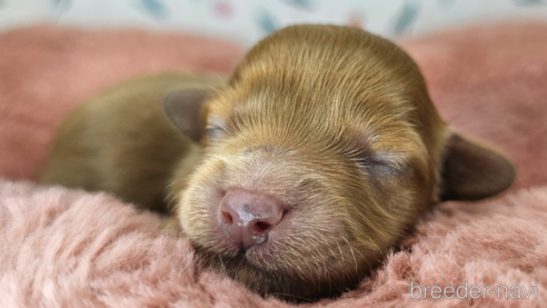 成約済の愛知県のミックス犬-349811の35枚目