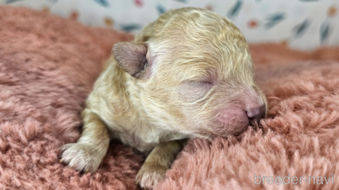 成約済の愛知県のミックス犬-349817の34枚目
