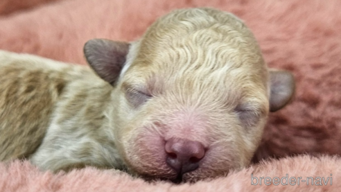 成約済の愛知県のミックス犬-349817の33枚目