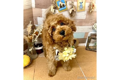 成約済の愛知県のトイプードル-345061の2枚目