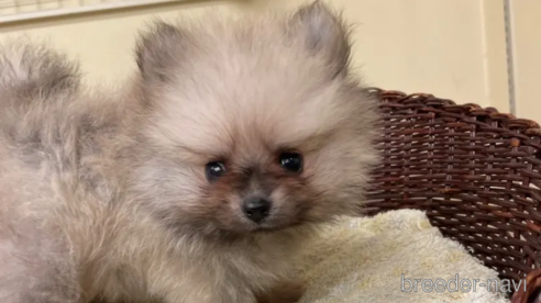 成約済の愛知県のポメラニアン-347060の1枚目