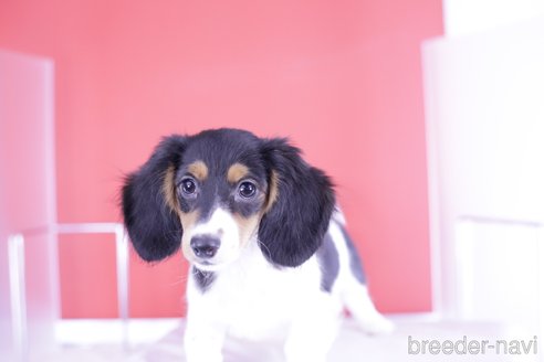 成約済の愛知県のミニチュアダックスフンド(ロングヘアード)-333755の7枚目