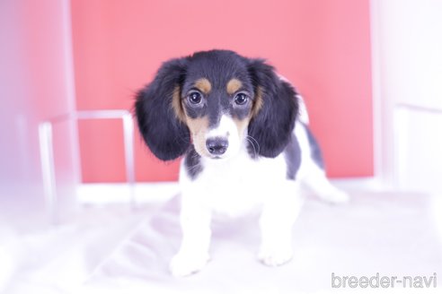 成約済の愛知県のミニチュアダックスフンド(ロングヘアード)-333755の1枚目