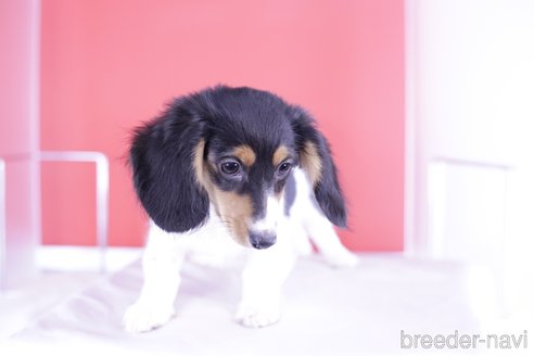 成約済の愛知県のミニチュアダックスフンド(ロングヘアード)-333755の4枚目