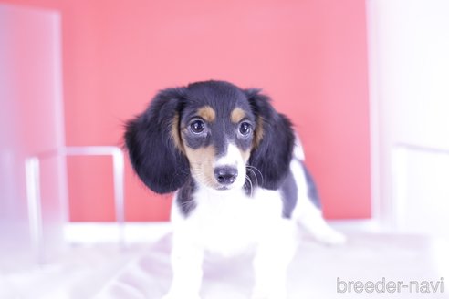 成約済の愛知県のミニチュアダックスフンド(ロングヘアード)-333755の5枚目