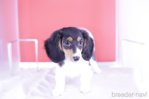 成約済の愛知県のミニチュアダックスフンド(ロングヘアード)-333755の6枚目