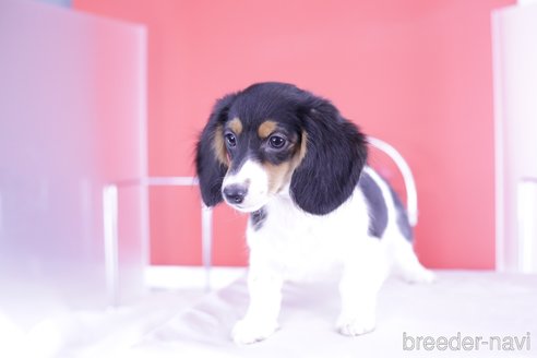 成約済の愛知県のミニチュアダックスフンド(ロングヘアード)-333755の2枚目