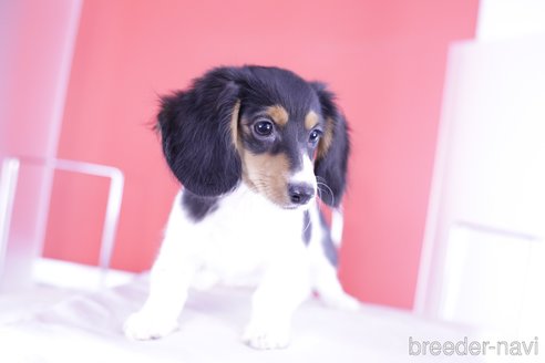 成約済の愛知県のミニチュアダックスフンド(ロングヘアード)-333755の3枚目