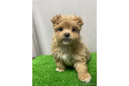 成約済の滋賀県のマルプー:マルチーズ×トイプードル-344406の10枚目