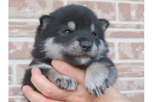 成約済の千葉県の柴犬-349866の3枚目