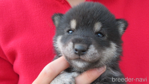 成約済の千葉県の柴犬-349866の1枚目