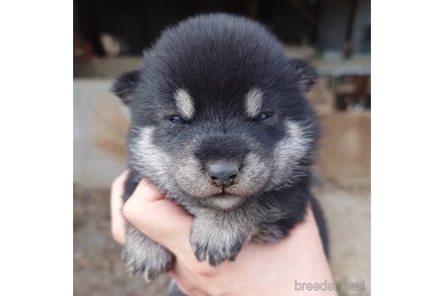 成約済の千葉県の柴犬-349866の2枚目