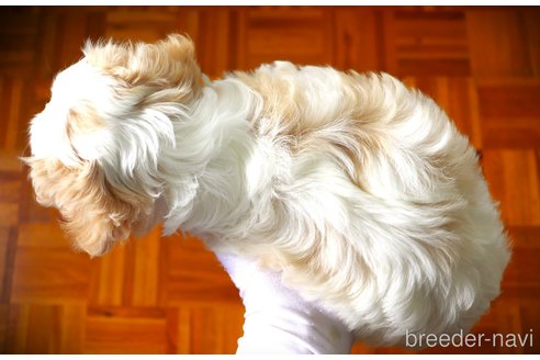 成約済の福岡県のミックス犬-349876の2枚目