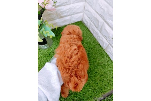 成約済の岡山県のポメプー:ポメラニアン×トイプードル-349880の3枚目