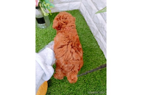 成約済の岡山県のタイニープードル-349881の4枚目