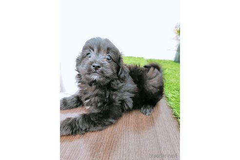 成約済の岡山県のミックス犬-349884の3枚目