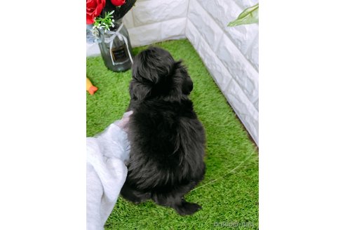 成約済の岡山県のミックス犬-349884の4枚目