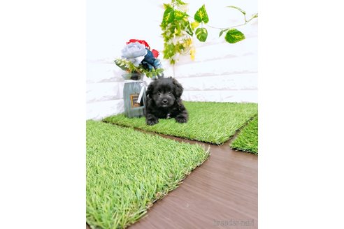 成約済の岡山県のミックス犬-349884の5枚目