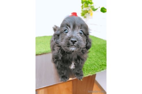 成約済の岡山県のミックス犬-349884の2枚目