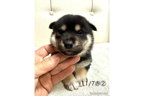 成約済の愛知県の柴犬-345641の16枚目