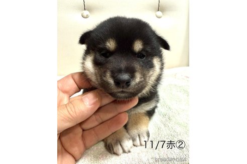 成約済の愛知県の柴犬-345641の15枚目