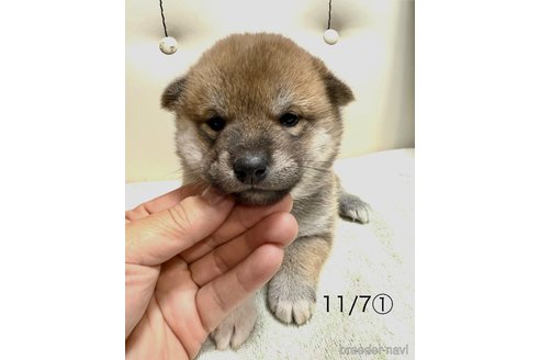 成約済の愛知県の柴犬-345643の4枚目