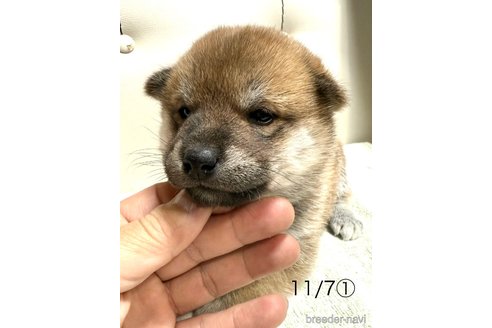成約済の愛知県の柴犬-345643の5枚目