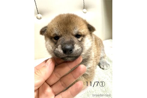 成約済の愛知県の柴犬-345643の6枚目
