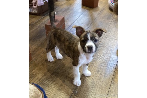 成約済の京都府のミックス犬-336262