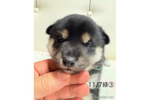 成約済の愛知県の柴犬-345642の13枚目