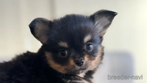 成約済の静岡県のチワワ(ロングコート)-349791