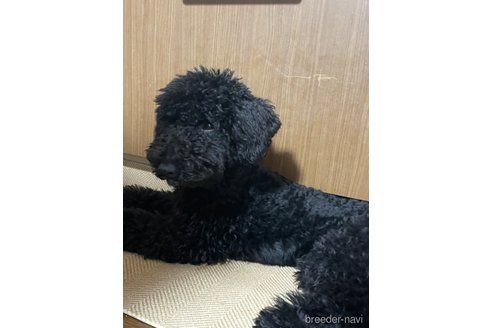 成約済の東京都のミディアムプードル-349908の1枚目