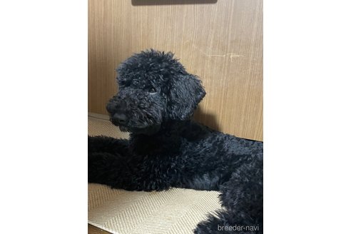 成約済の東京都のミディアムプードル-349908の6枚目