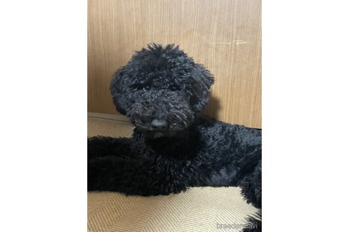 成約済の東京都のミディアムプードル-349908の7枚目